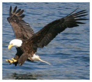 American Eagle